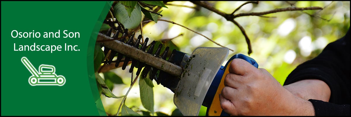 Tree Trimming